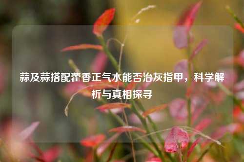 蒜及蒜搭配藿香正气水能否治灰指甲,科学解析与真相探寻