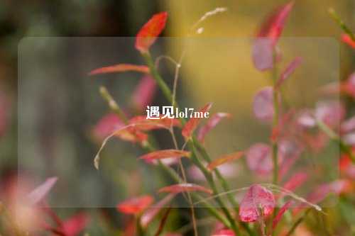 遇见lol7me